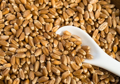 Efficient Export Logistics for Agricultural Commodities