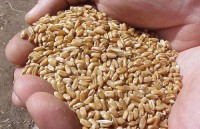 wheat seed